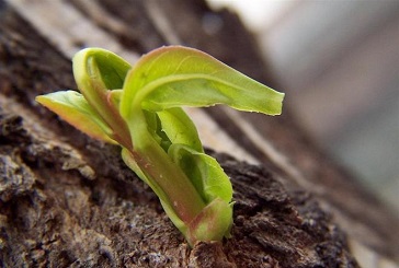 努力，只为遇见更好的自己